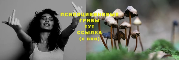 PSILOCYBIN Новокубанск